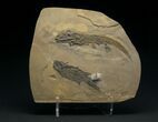 Spectacular Permian Amphibian & Fish Plate #7081-1